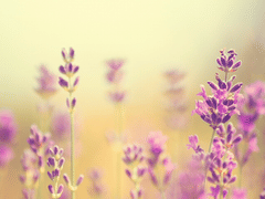 Renew from Head to Toe