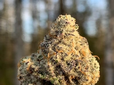 Rock Steady Remedies