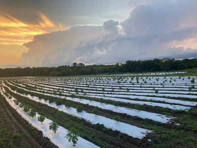 RR Hemp Co by MoCann Extracts