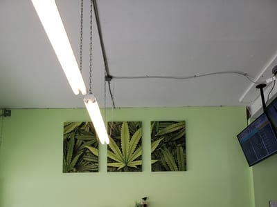 Sacred Leaf - Lawrence