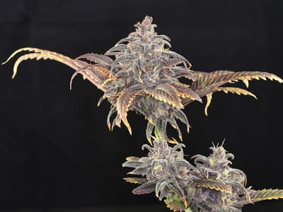 San Juan Strains, Inc.