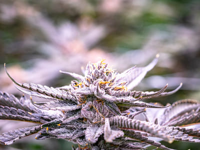 Secret Garden Cannabis Dispensary