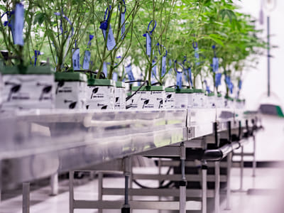 Secret Garden Cannabis Dispensary