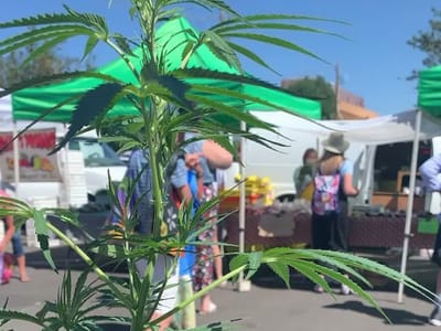 Sierra Nevada Hemp Company