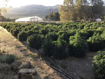 Sierra Nevada Hemp Company