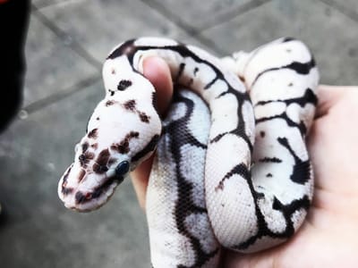 Silver Serpent Exotic Gifts Court Street (Uptown)