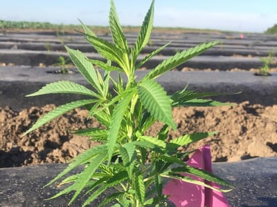 South Bend Industrial Hemp