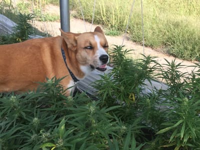 South Bend Industrial Hemp