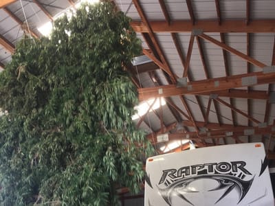 South Bend Industrial Hemp