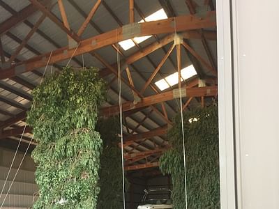 South Bend Industrial Hemp