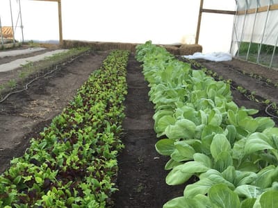 Southern Sota Wellness