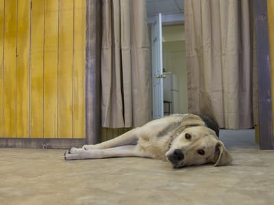 Southwest Naturals CBD