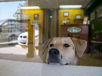 Southwest Naturals CBD