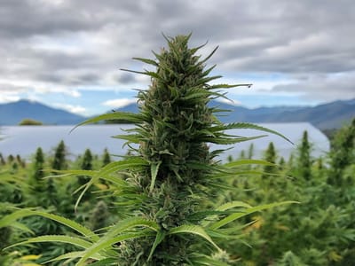 Sweet Leaf Hemp Farms - Division of Sweet Leaf Dist & Whls