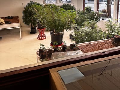 Tennessee Hemp Care - Gatlinburg