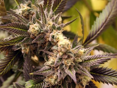 The Dispensary — Alpenglow Dillon