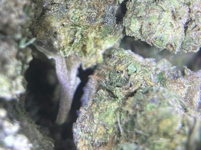 The Flower Shop Hemp & CBD Store