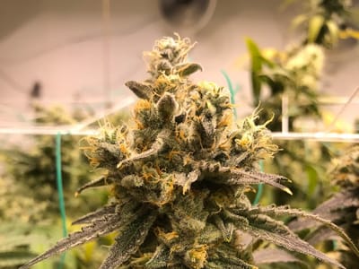 The Green House Dispensary - Pagosa Springs