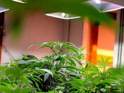 The Green Joint - Rifle Recreational Cannabis Dispensary