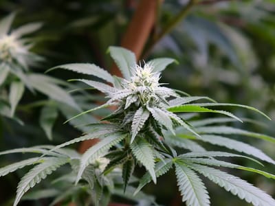 The Green Joint - Rifle Recreational Cannabis Dispensary