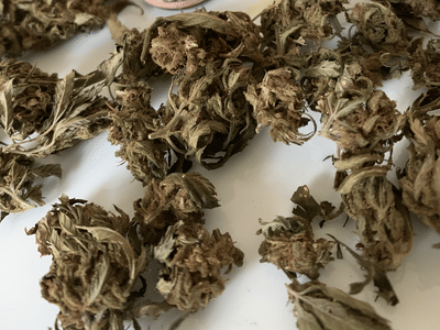 The Henderson Hemp Company