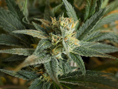 The Herbal Alternative