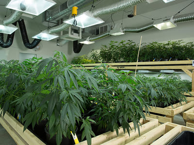 The Herbal Alternative