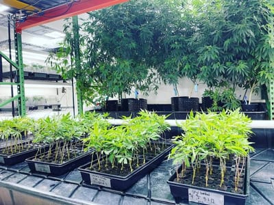 The Herbal Alternative