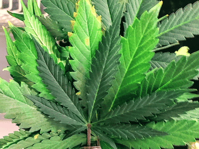 The Jungle Hemp & CBD Dispensary