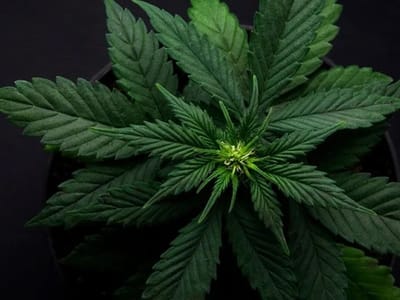 The Refinery - Traverse City Recreational Marijuana Dispensary