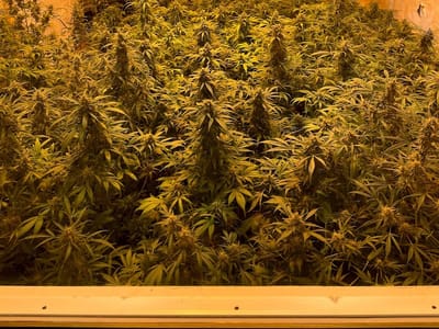 The Smoky Grass Station Suite