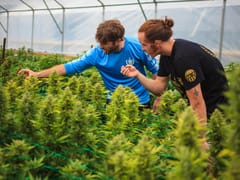 The Smoky Grass Station Suite