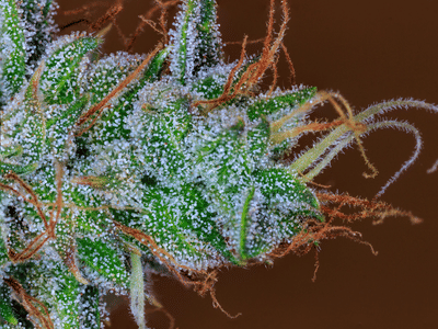 The Smoky Grass Station Suite