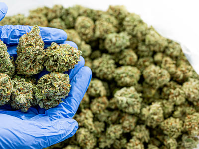 Theory Wellness: Waterville Recreational Dispensary