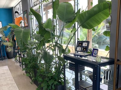 TRIBE CBD + Cannabinoids: Cultivating Wellness