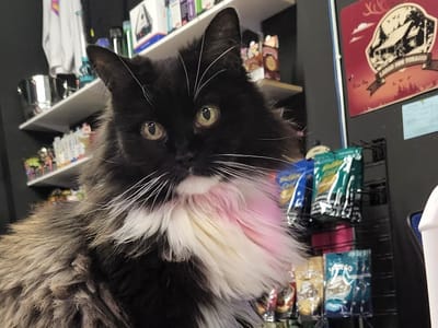 Trip On the Wild Side