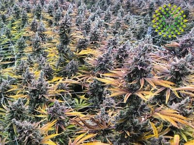 Trulieve Key West Dispensary