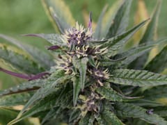 Vermont Flower Company CBD