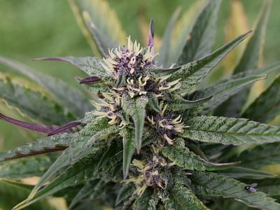 Vermont Flower Company CBD