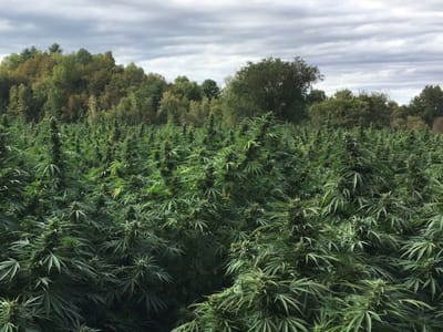 Vermont Flower Company CBD