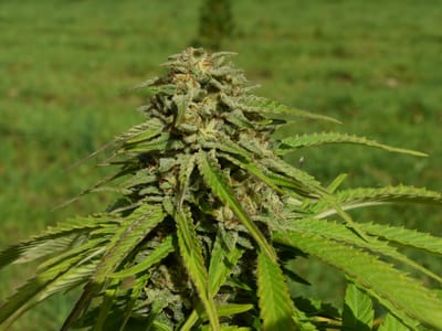 Vermont Flower Company CBD