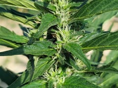 Violet's Miracle CBD Store