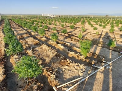 Violet's Miracle CBD Store