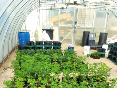 Violet's Miracle CBD Store