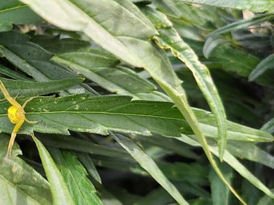 Violet's Miracle CBD Store