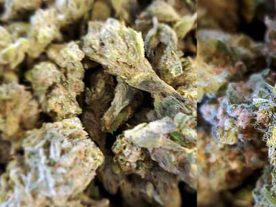 Vivid Vision Alternative Medicine