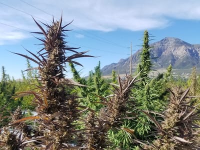 Wasatch Hemp Farm