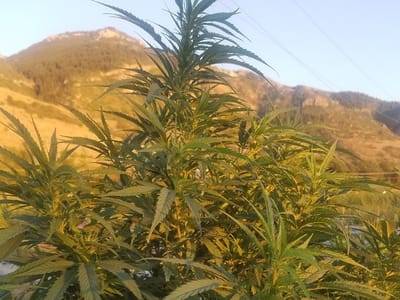 Wasatch Hemp Farm