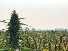 Western States Hemp