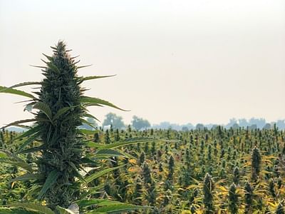 Western States Hemp